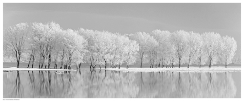 Snow Trees Along the Lake